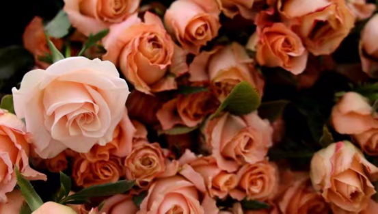 濮阳在线_濮阳_悠悠濮阳