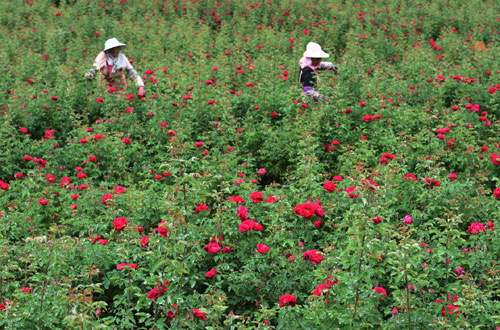 悠悠濮阳_濮阳_濮阳在线