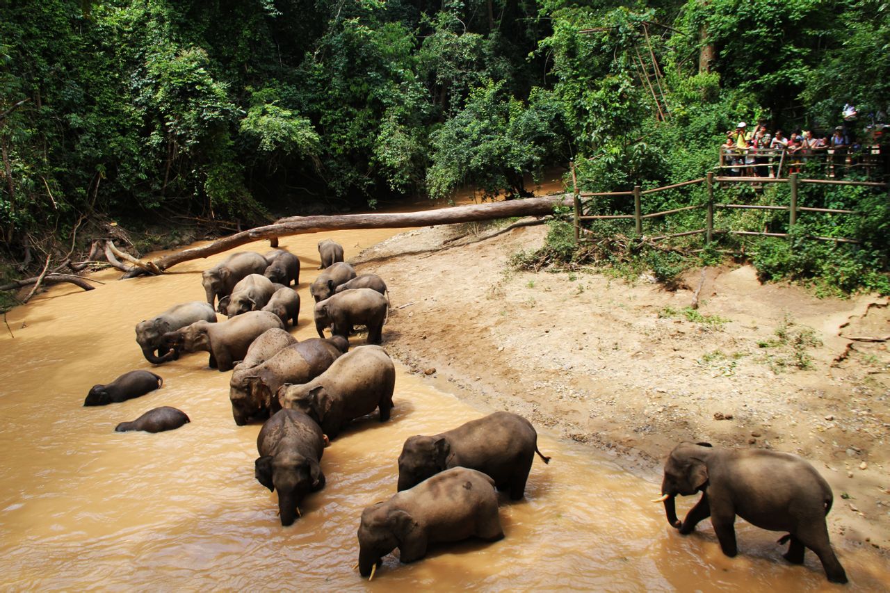 亚洲象云南的自然保护区有哪些?(图2) 西双版纳国际机场_西双版纳电影院_西双版纳