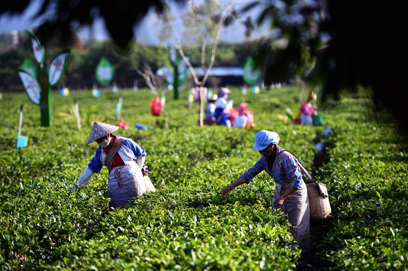 海南白沙:“陨坑茶”走出经济发展新路子(图2) 白沙烟_白沙古镇_白沙
