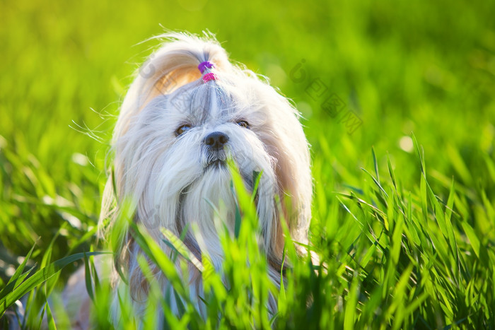 适用于情侣之间爱意满满的亲昵称呼以及冒粉红泡泡