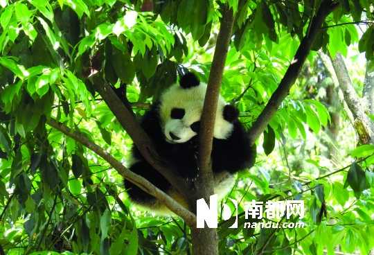 雅安在哪？雅安有哪些特点？怎么样呢？