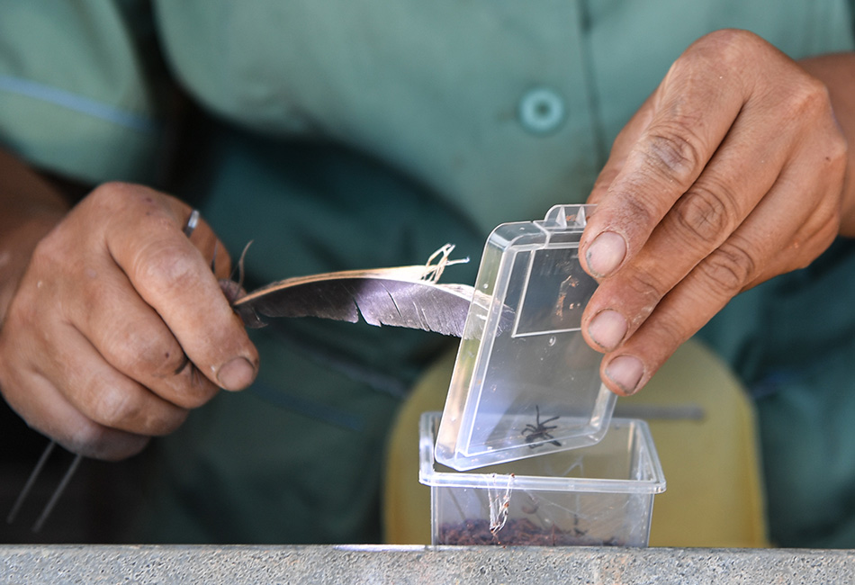 念好“蜘蛛经”走别样致富路