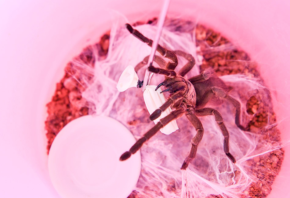 五指山在哪里_五指山_五指山必去的三个景点