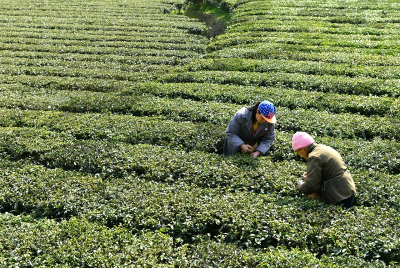 恩施自治州地处湖北的西南山区,北靠长江三峡,南接张家界森林公园,西通四川天府