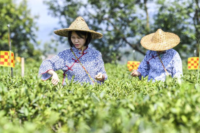 茶旅融合促发展非遗赋能助振兴