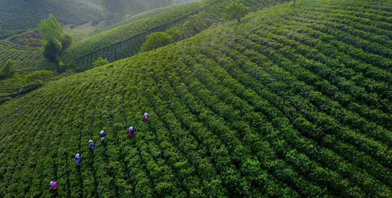海南白沙探索绿水青山转化为金山银山新路径(图2) 白沙_蓝白沙白沙_白沙烟