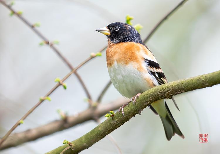 北京雄安首开动车新闻_新闻资讯新闻_雄安夜场新闻资讯
