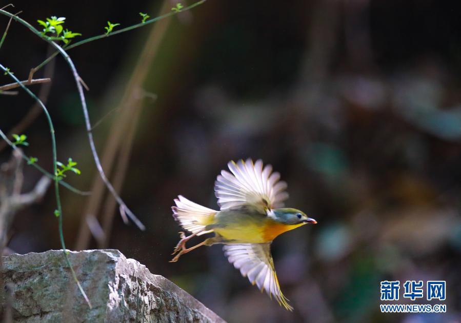 风水堂：梦见鸟是什么意思？