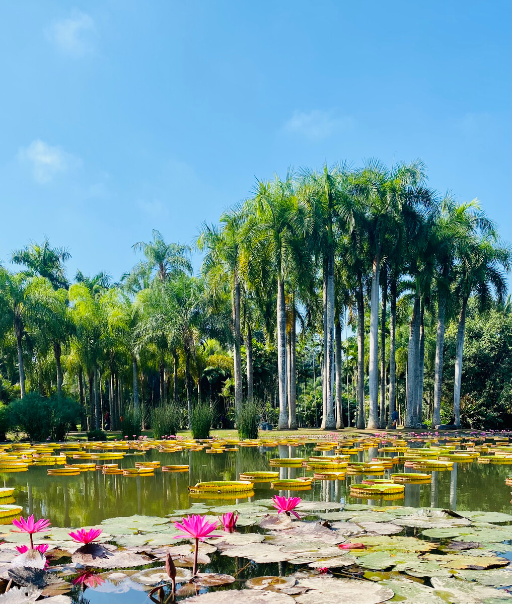 (蒙古记忆)西双版纳的热带雨林景观和少数民族风情(图3) 西双版纳机场叫什么_昆明到西双版纳火车_西双版纳