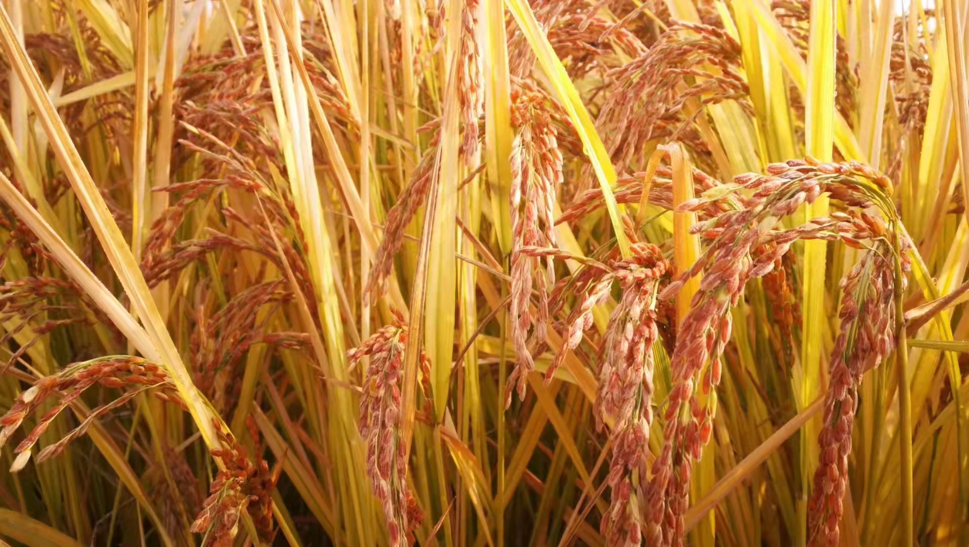 石家庄_石家庄张建武_石家庄正定机场到石家庄火车站