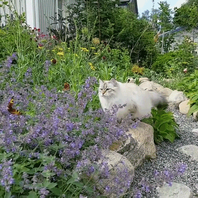 好猫（金猴王）产品介绍品牌介绍香烟的吸烟体验