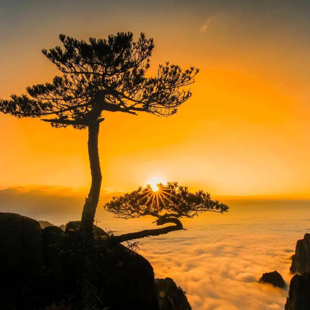 迎客松香烟：_香烟迎客松_迎客松香烟价格回味