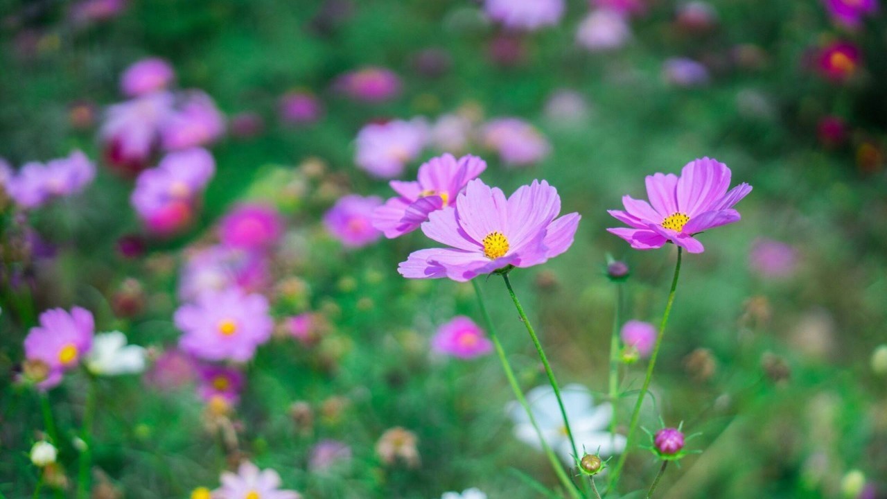 第十四届合肥园博会城市展园建设工作进入收尾阶段