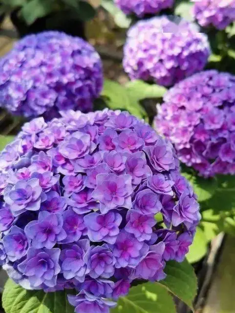 江苏无锡小笼包皮薄（注传统无锡肉骨头）