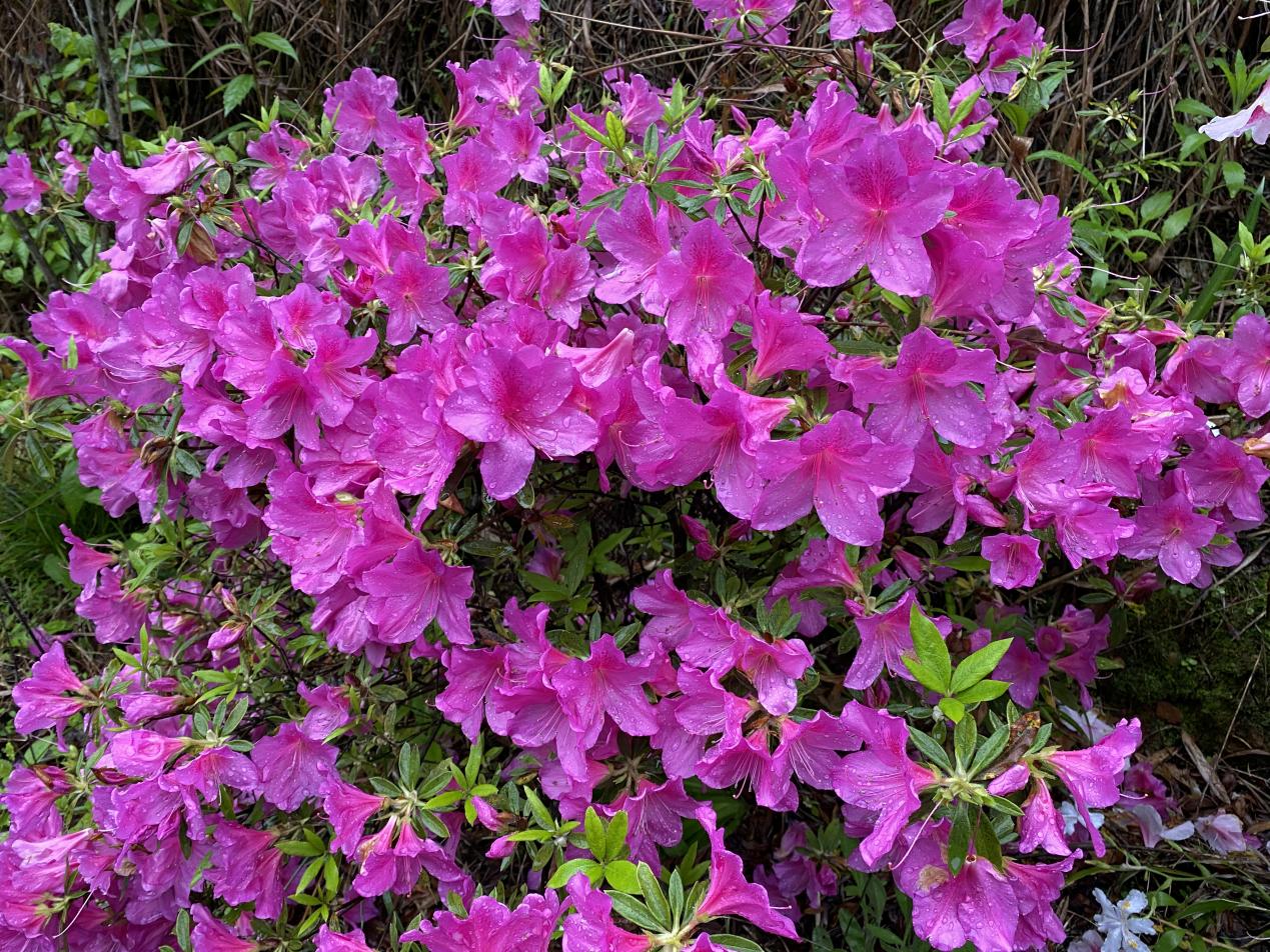 梅州丰顺天气预报_梅州关于光伏_梅州