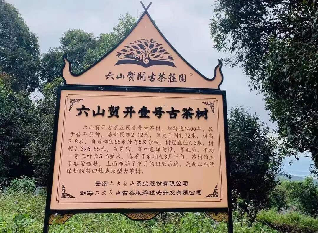 普洱茶生茶和熟茶哪个好_普洱_普洱茶属于哪类茶