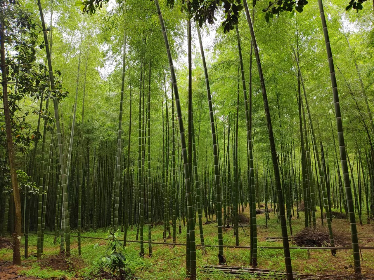 武夷山九曲溪:撑排的竿都是苦竹做的(图2) 武夷山_武夷山在哪个省_武夷山攻略