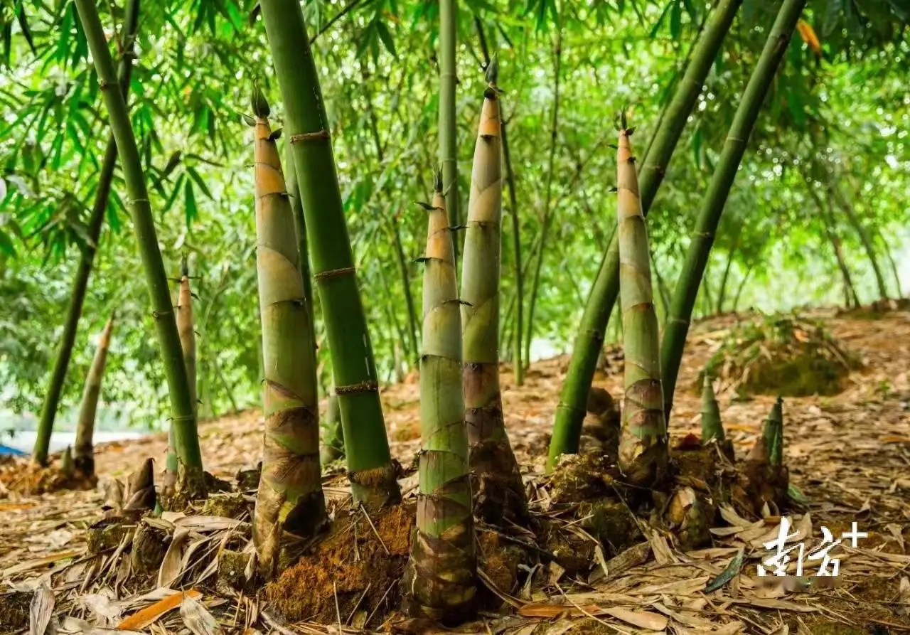 武夷山九曲溪:撑排的竿都是苦竹做的(图3) 武夷山攻略_武夷山在哪个省_武夷山