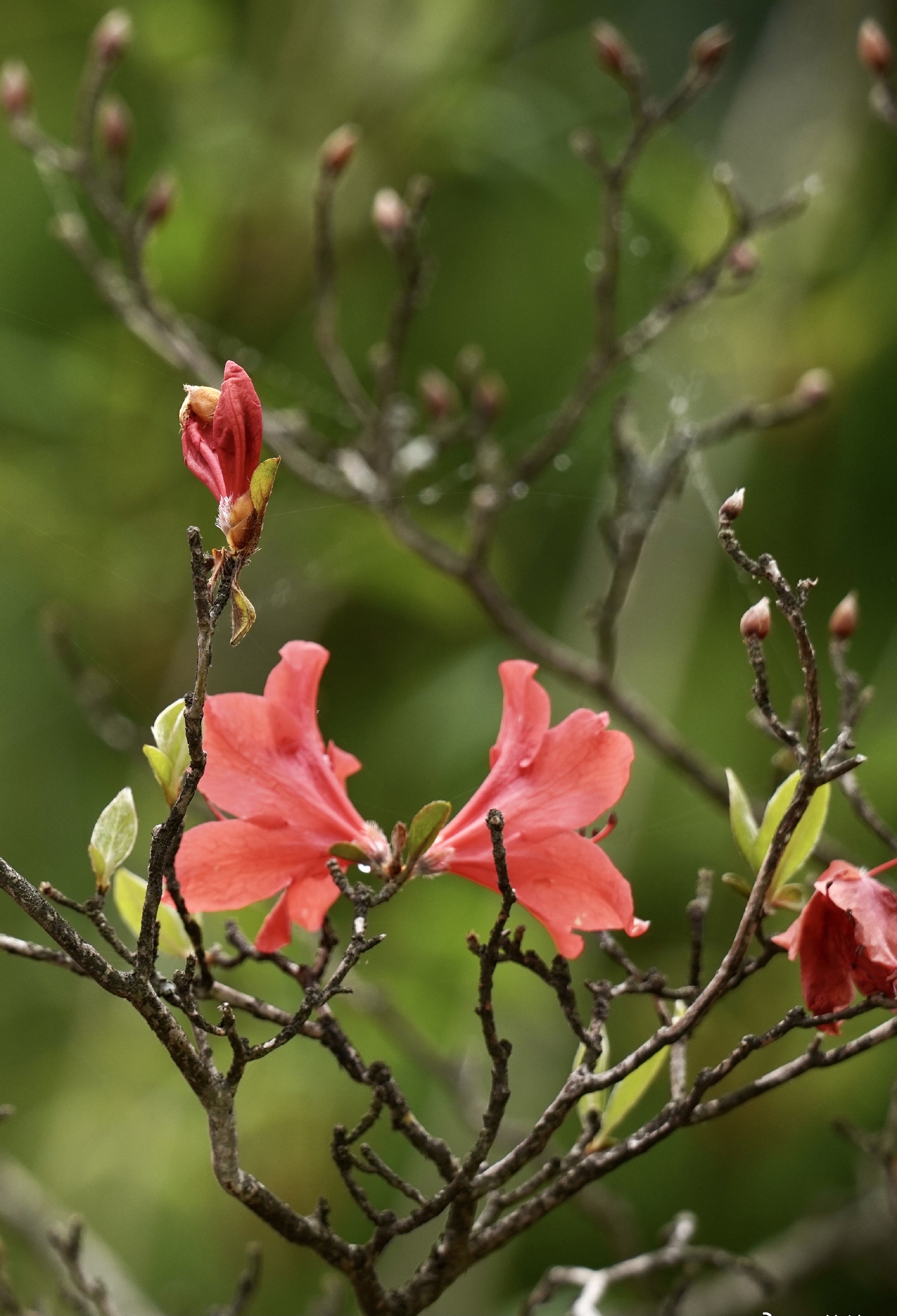 沧海桑田两千载,花城依然长盛不衰