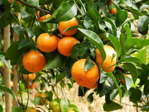 南京农业大学发现G蛋白信号调控粒型新途径