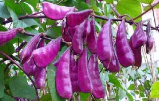 伟哥的功效与作用可以增大吗_伟哥另外功效_伟哥功效