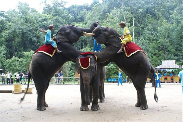 (蒙古记忆)西双版纳的名胜古迹有:曼听公园