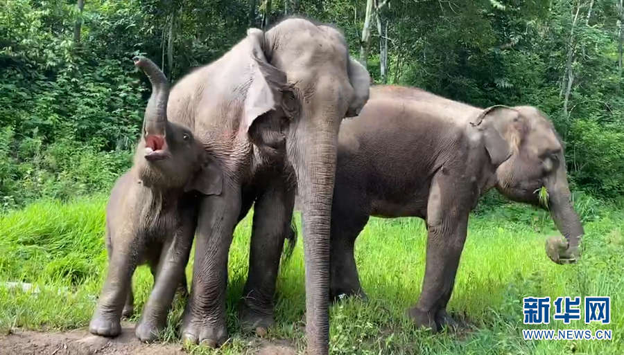 (蒙古记忆)西双版纳的名胜古迹有:曼听公园(图2) 西双版纳_西双版纳在云南哪个城市_西双版纳天气