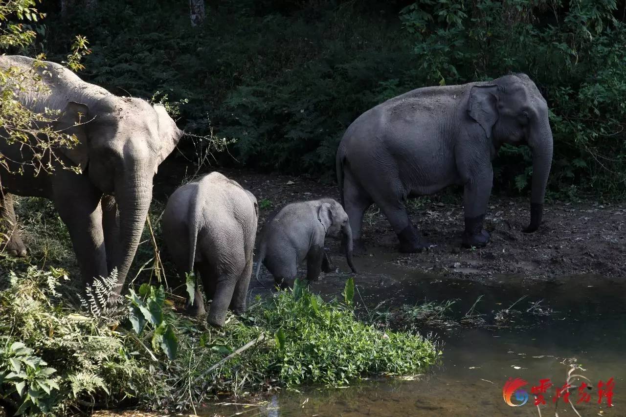 (蒙古记忆)西双版纳的名胜古迹有:曼听公园(图3) 西双版纳在云南哪个城市_西双版纳天气_西双版纳