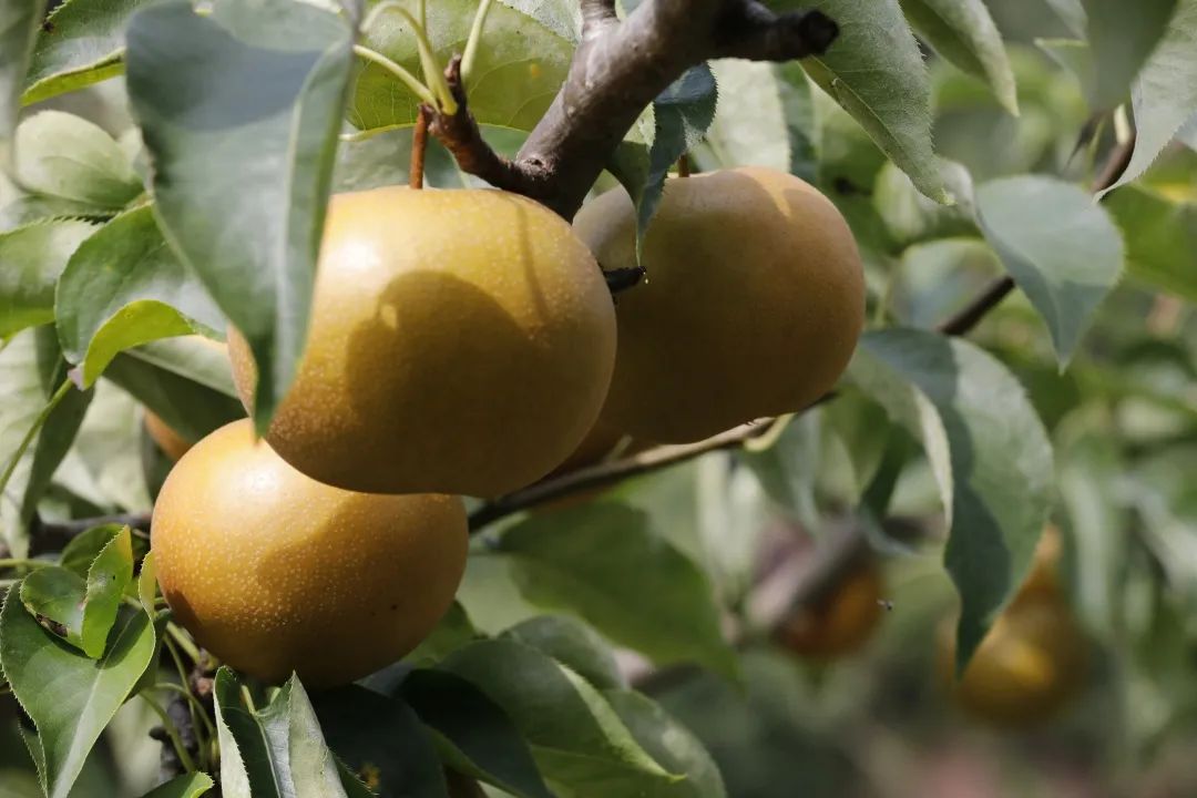 原平市木图村:乡村公路通到了(图2) 木图片大全大图_木图是什么意思_图木