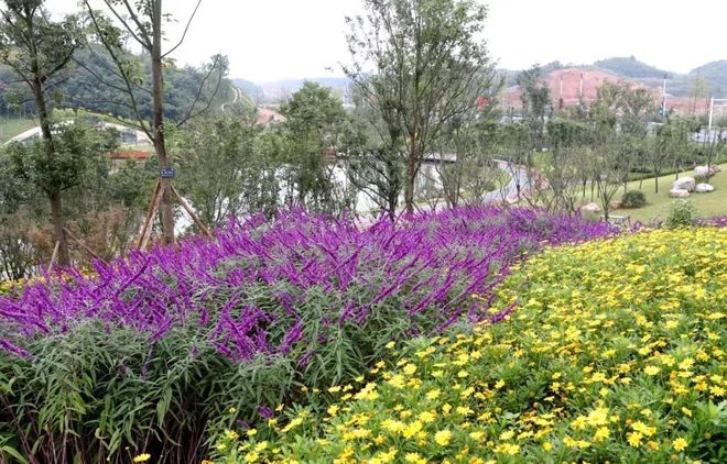 简阳芦葭镇_简阳论坛_简阳