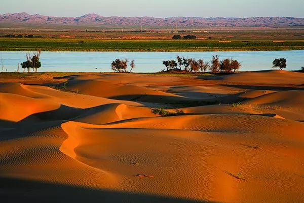 内蒙古阿拉善盟百万亩梭梭生态林基地宗别立镇(图2) 阿拉善盟_阿拉善盟盟_盟阿拉善左旗