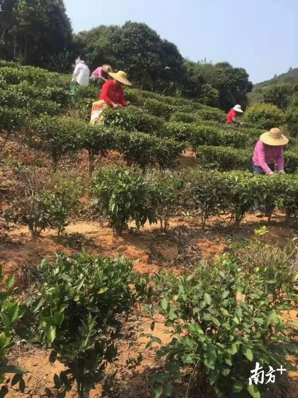 海南白沙:“陨坑茶”助推茶旅融合发展