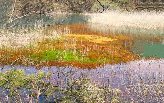 玉树盆景_玉树机场_玉树