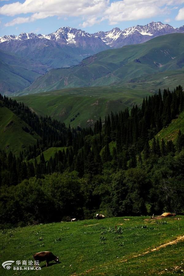 不到伊犁不知新疆之美——42591