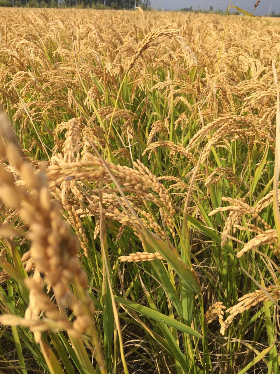 “走进乡村看小康·农业高质高效”