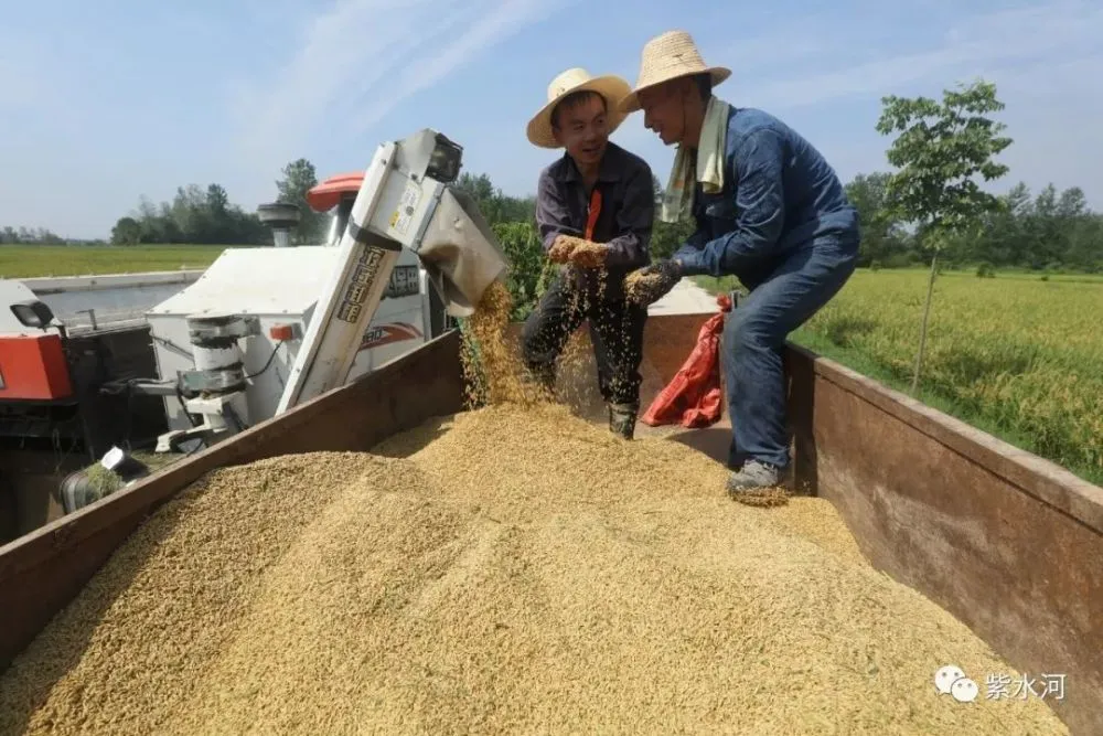 “走进乡村看小康·农业高质高效”(图2) 佳木斯旅游_佳木斯为什么叫佳木斯_佳木斯
