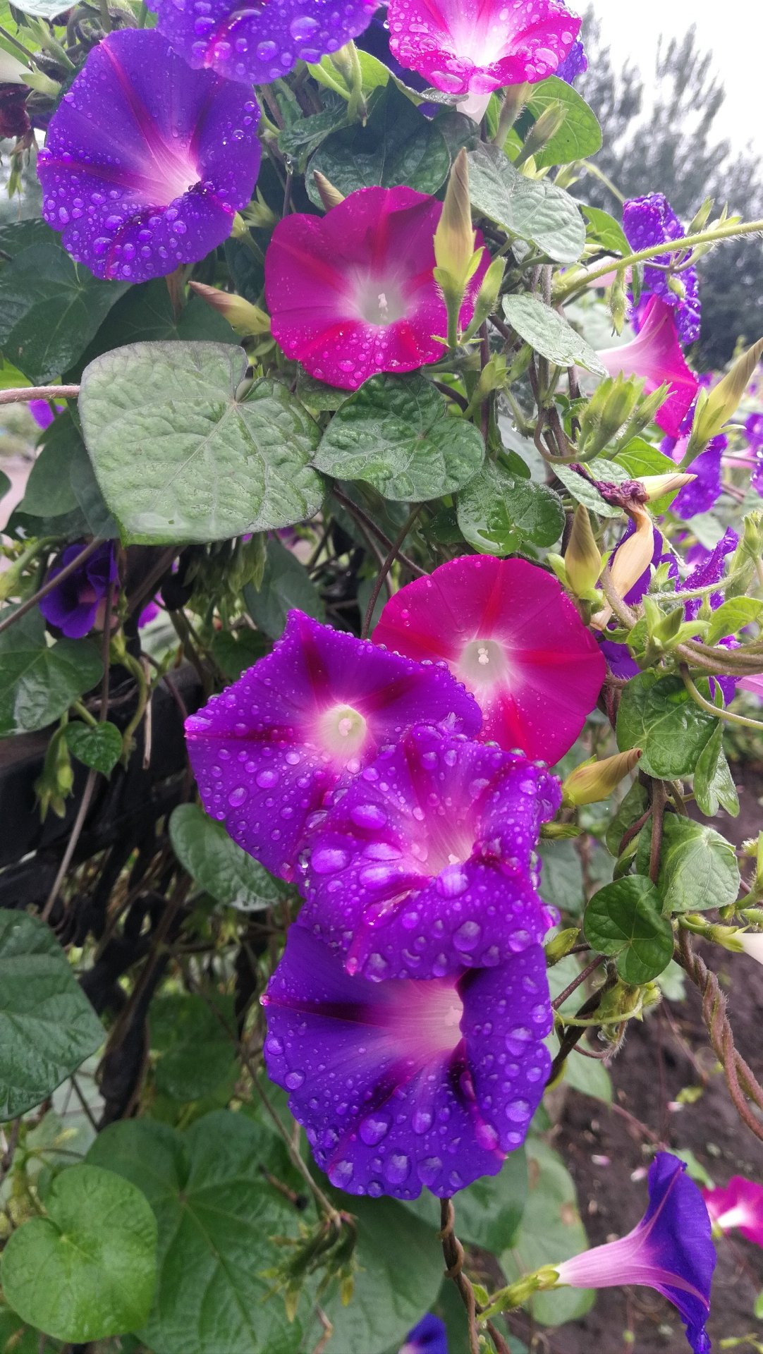 延吉和延边并不是一个地方,它们的行政级别是不同的