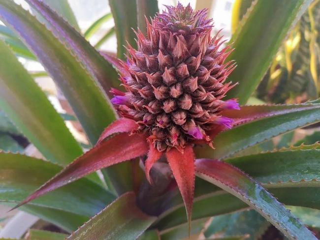 琼中地图_琼中黎族苗族自治县_琼中