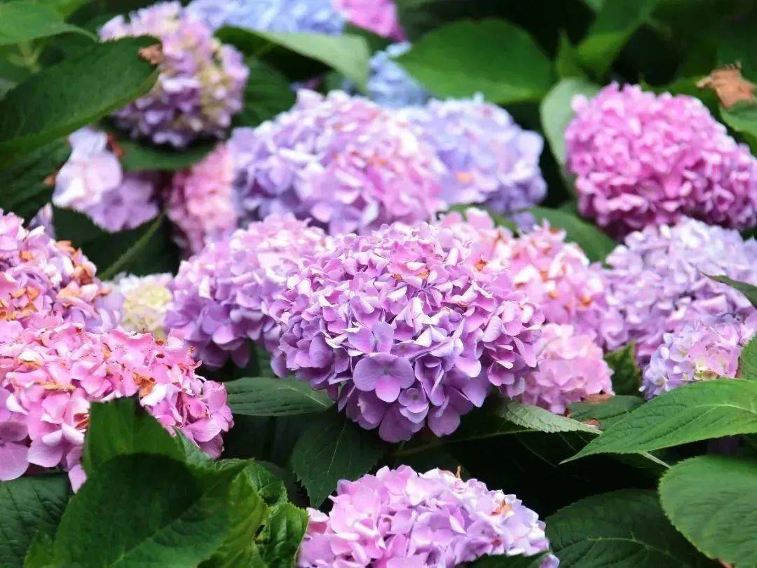 北京顺义_顺义北京银行电话_顺义北京合院