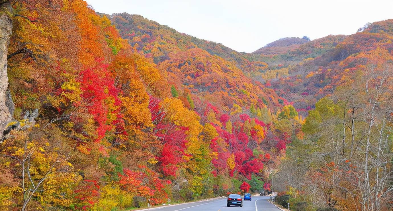中国枫叶红了!辽宁枫叶拍出了最美的风景