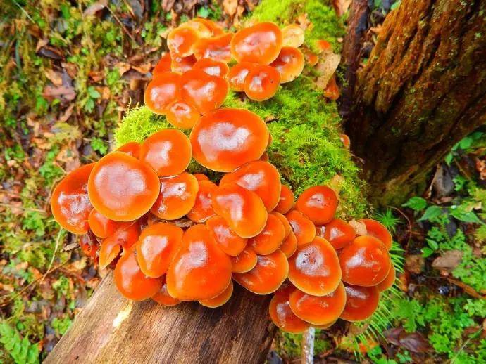 中国马都核心区“的称号”，你去过几个？