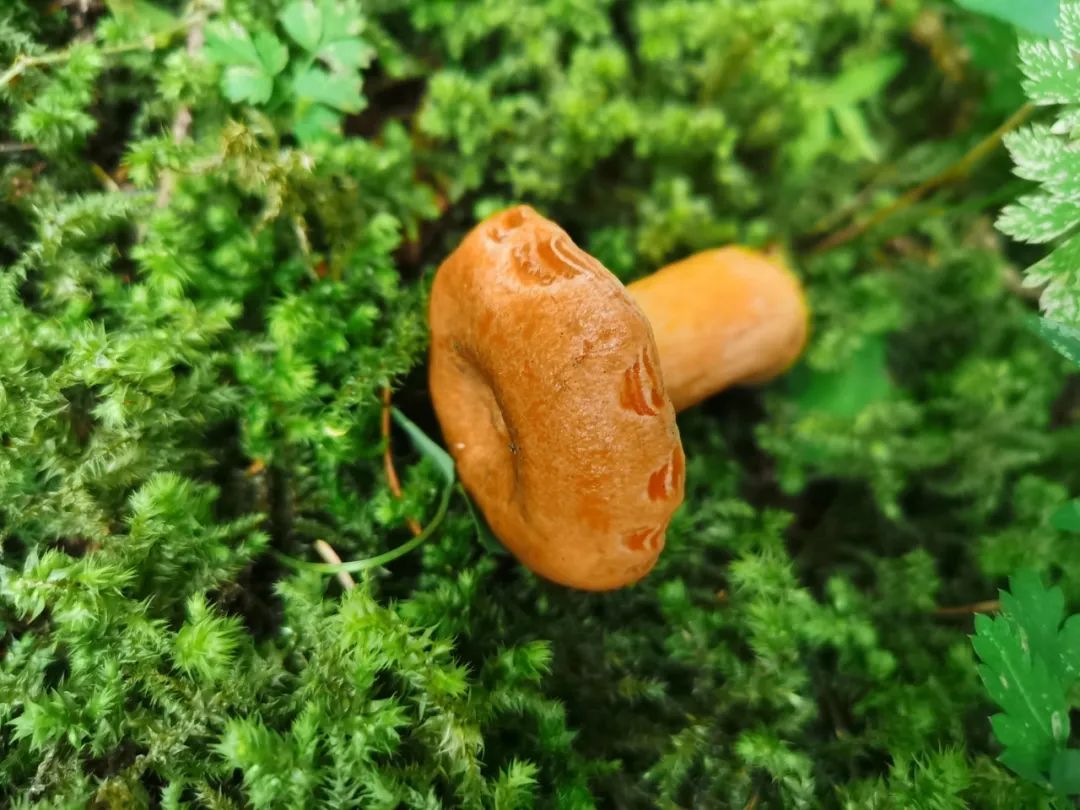 中国马都核心区“的称号”,你去过几个?(图2) 锡林郭勒任慧敏_锡林郭勒政府_锡林郭勒