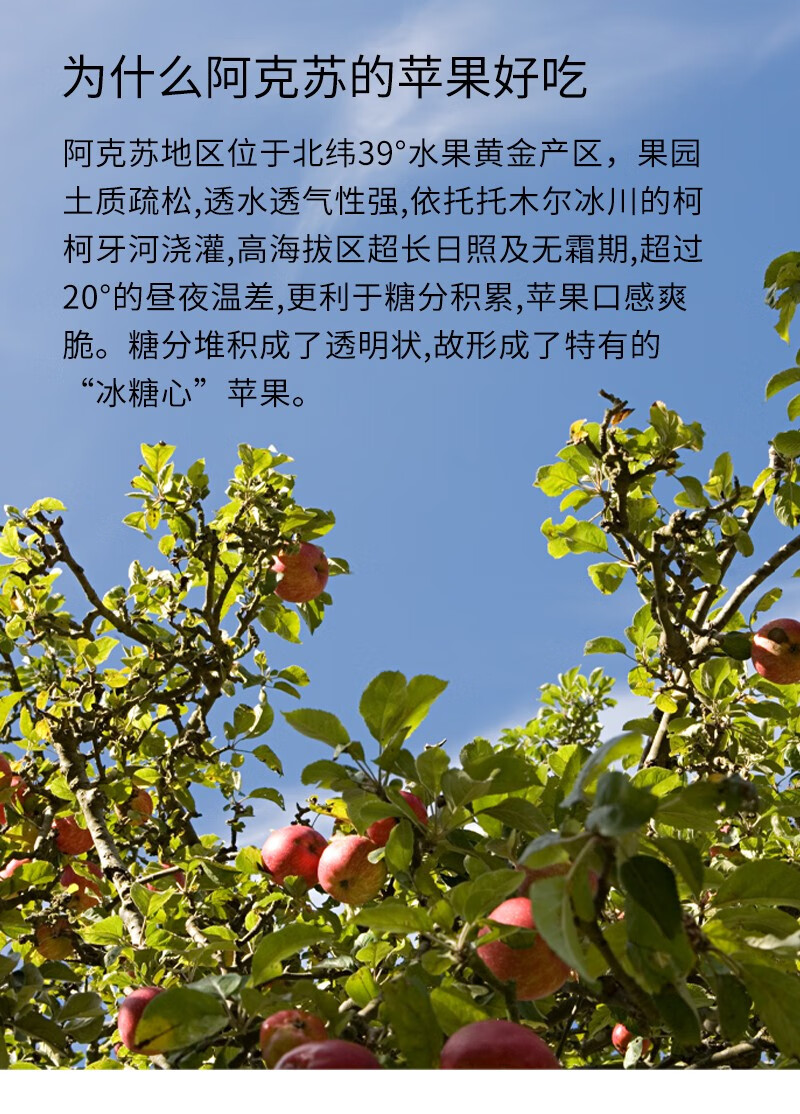 一峰一河一沙漠——红旗坡的冰糖心