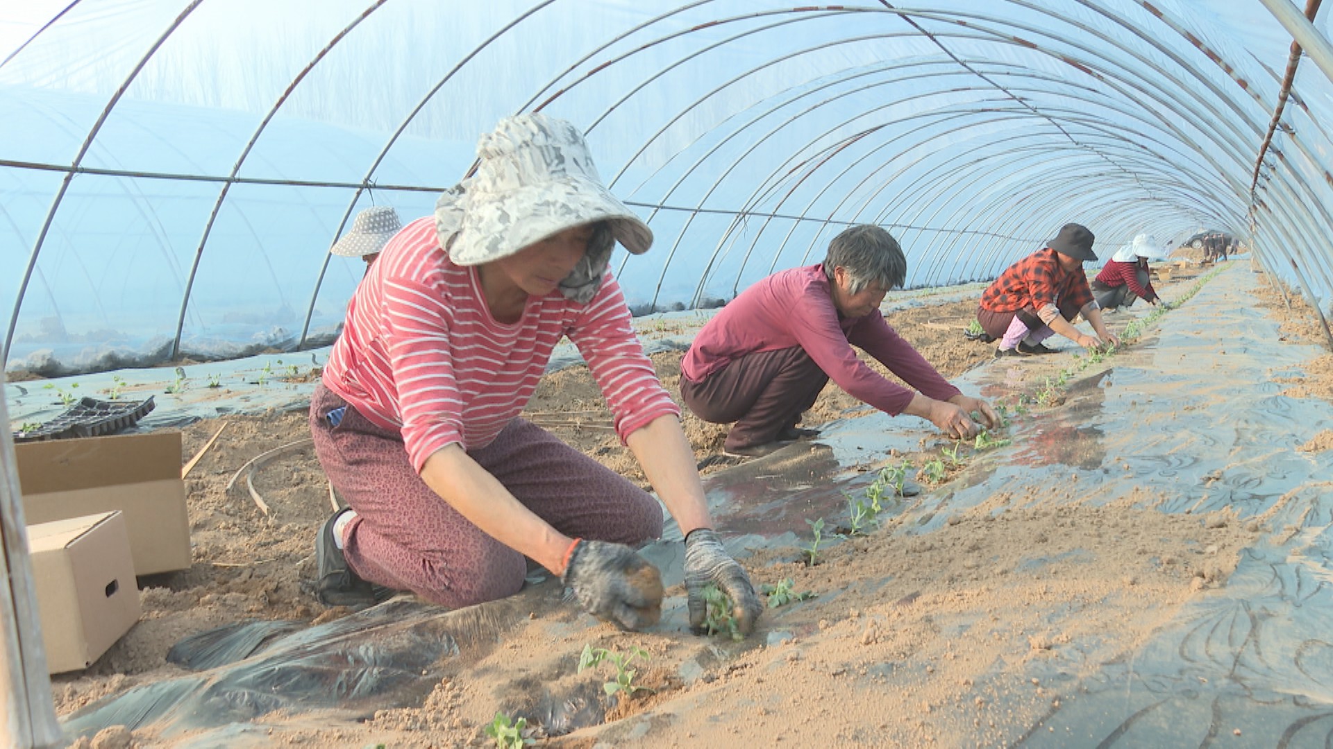 西州蜜25号大棚瓜的纹路是怎么形成的(图2) 哈密招聘_哈密市_哈密