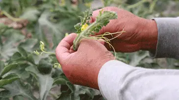 西州蜜25号大棚瓜的纹路是怎么形成的(图3) 哈密市_哈密招聘_哈密