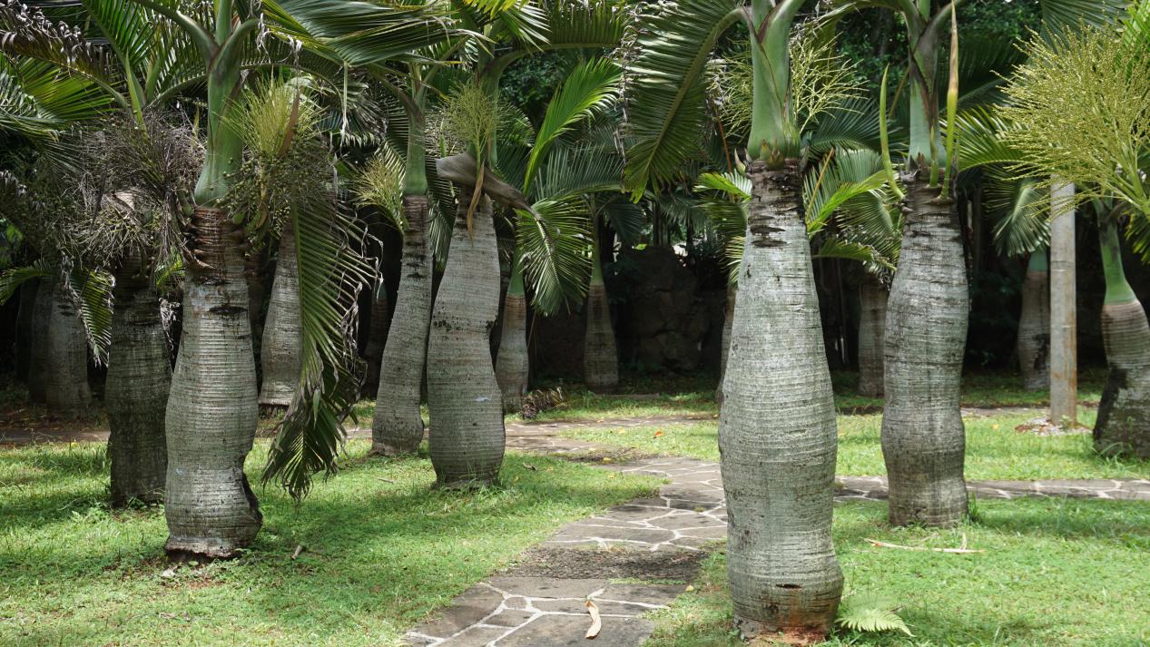 写于文前的一点感受:与海为伴的城市里读研(图1) 海口_海口天气_海口