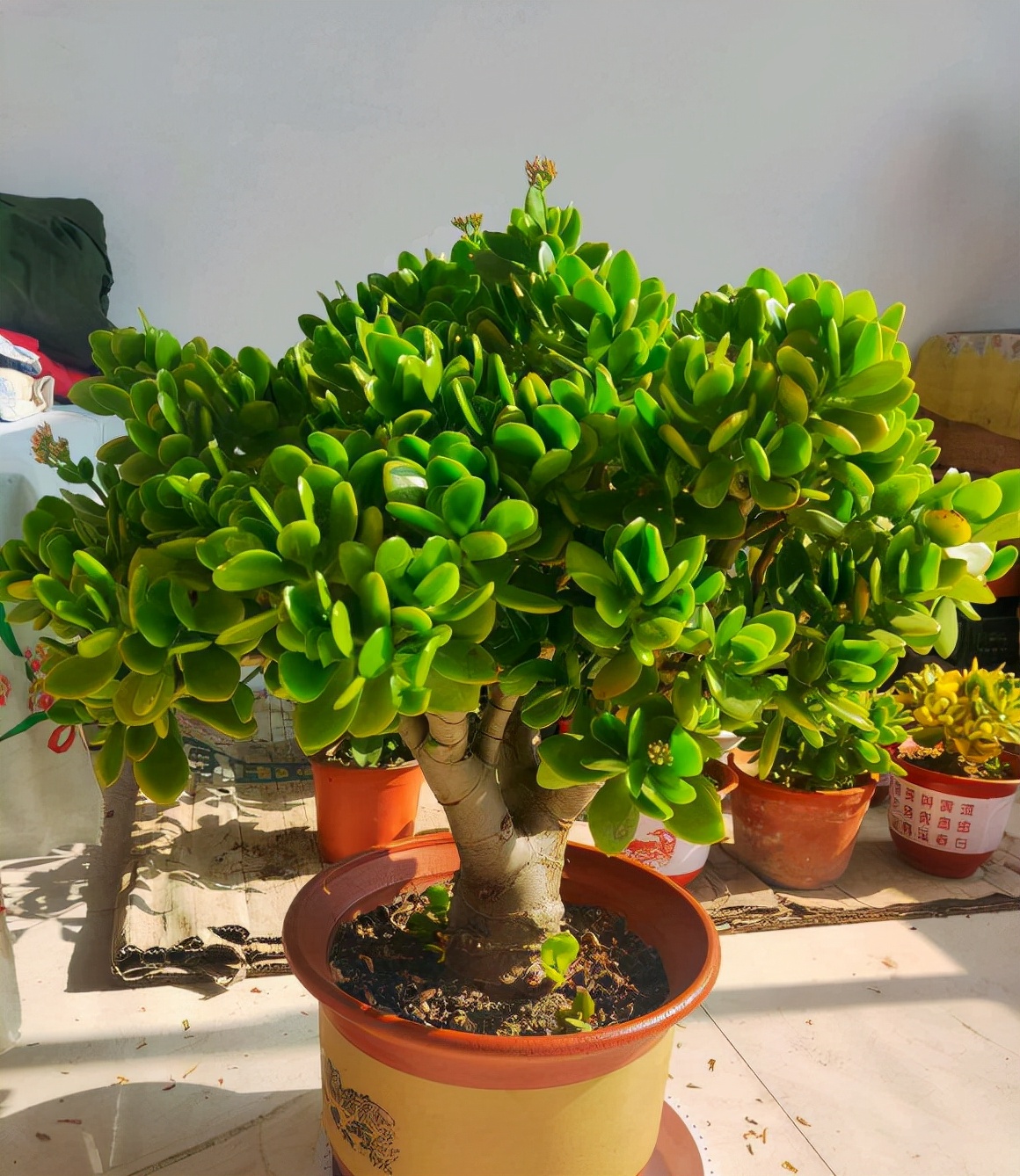 玉树能不能晒太阳，答案当然是可以的！