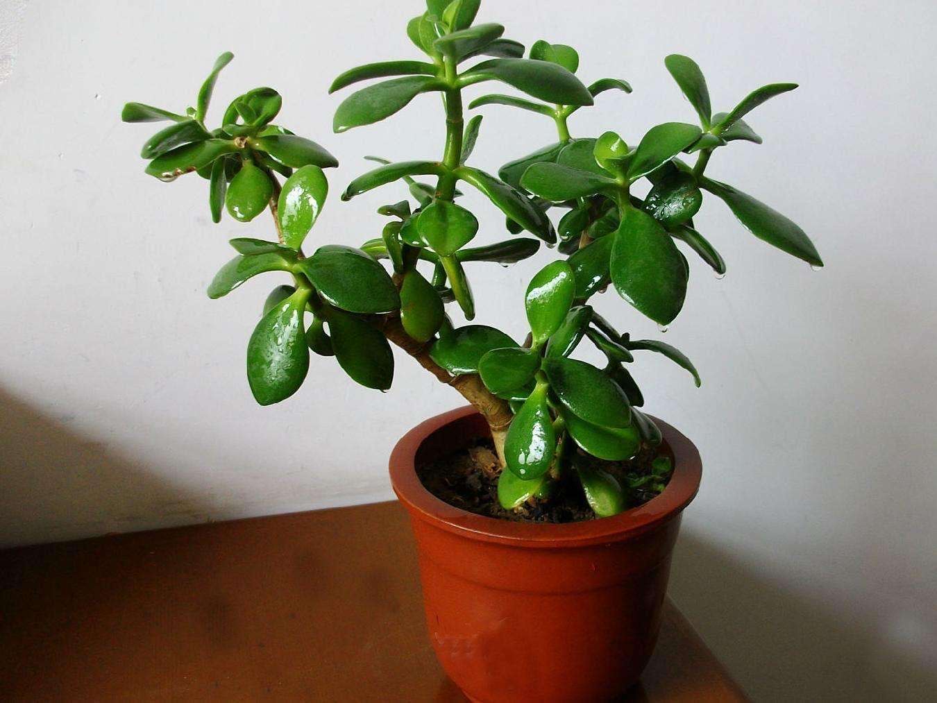 玉树大地震_玉树_玉树机场