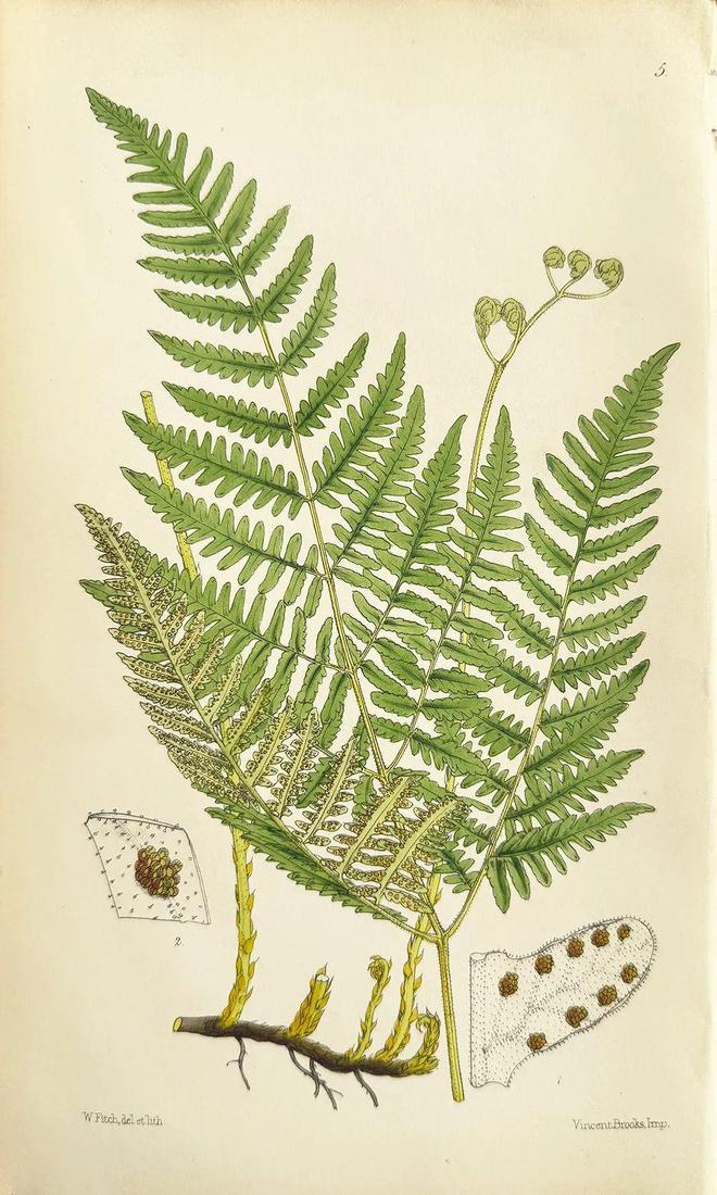 富士胶片标签喷墨市场的新进入者是富士喷墨设备(图2) 印刷市场调研报告_印刷市场分为几大类_印刷市场